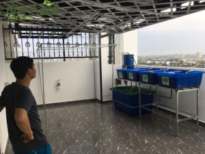 Trồng rau ở ban công chung cư