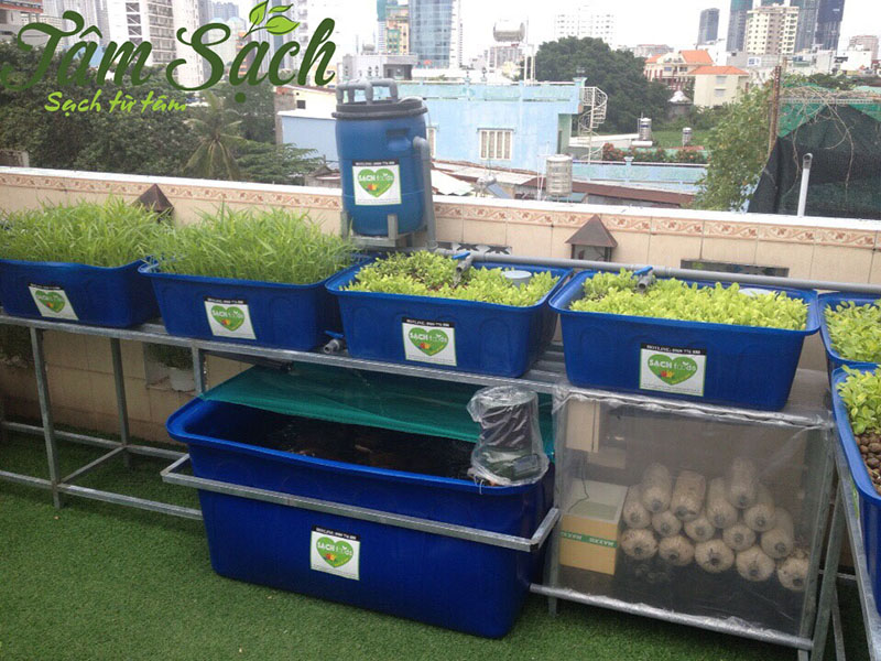 trồng rau sân thượng đơn giản