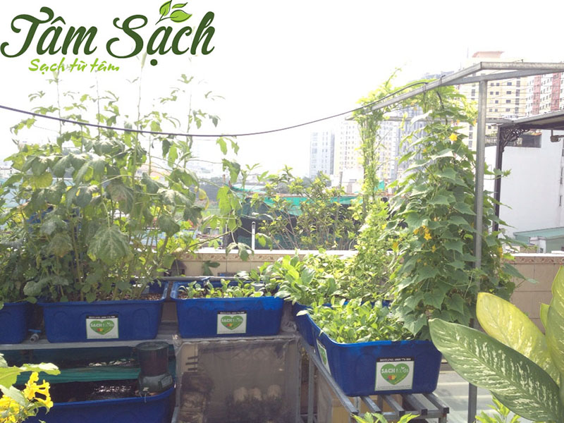 trồng rau sân thượng đơn giản