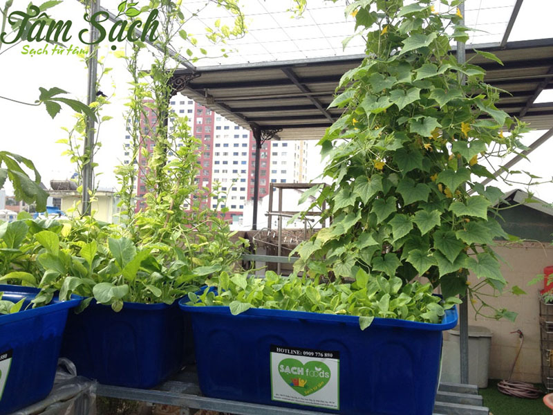 trồng rau sân thượng đơn giản