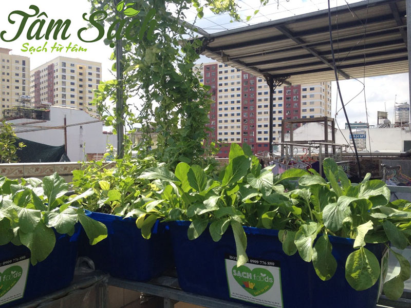 trồng rau sân thượng đơn giản