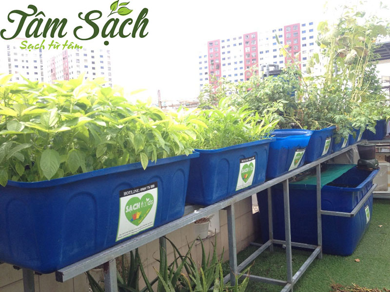 trồng rau sân thượng đơn giản