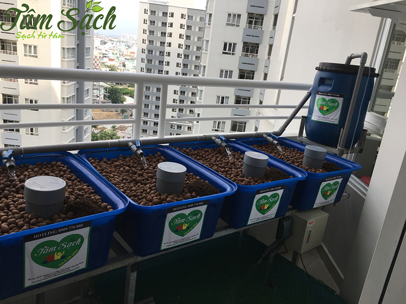 Vườn rau ban công nhỏ gọn