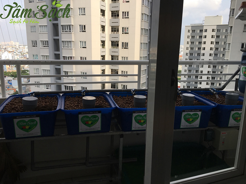 Vườn rau ban công nhỏ gọn