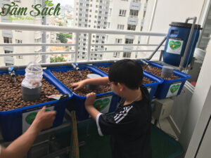 Vườn rau ban công nhỏ gọn