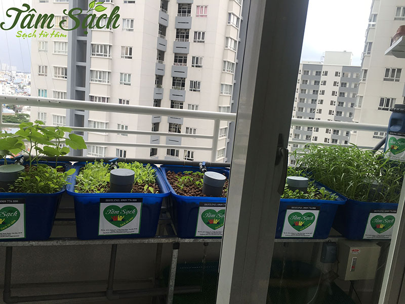 Vườn rau ban công nhỏ gọn