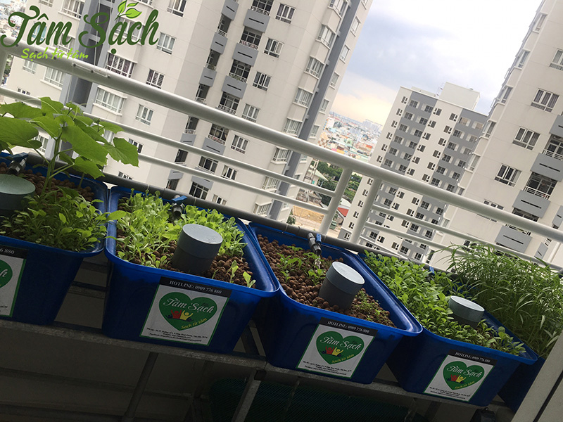 Vườn rau ban công nhỏ gọn