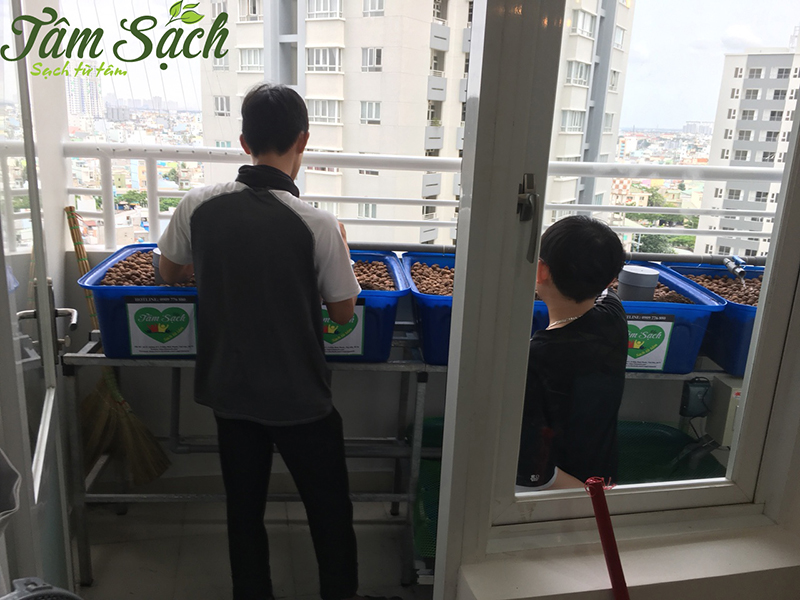 Vườn rau ban công nhỏ gọn