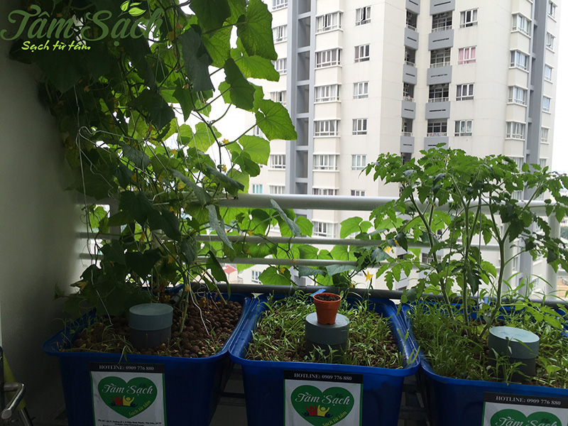 Vườn rau ban công nhỏ gọn
