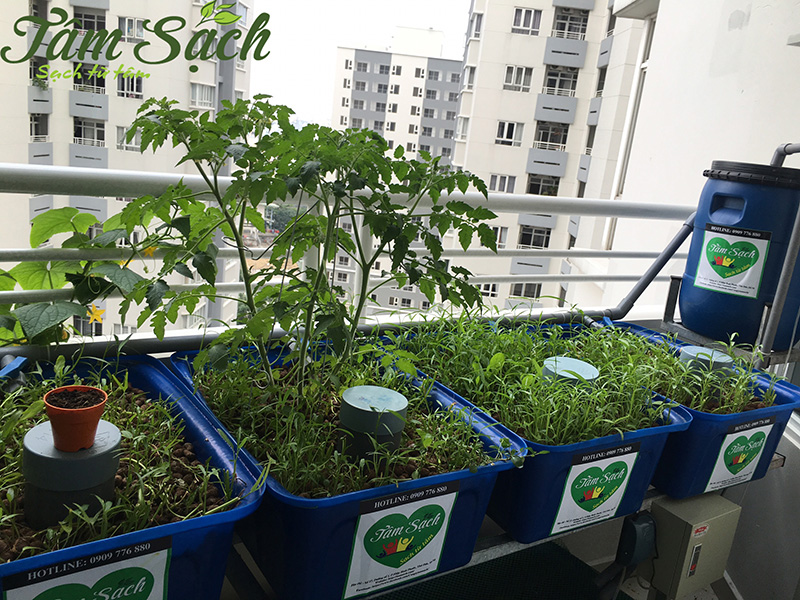 Vườn rau ban công nhỏ gọn