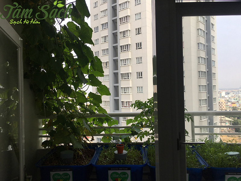 Vườn rau ban công nhỏ gọn