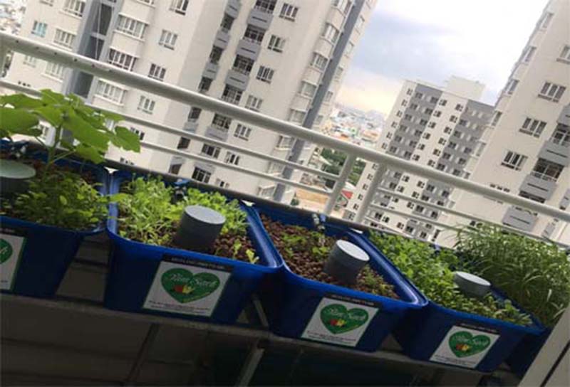Vườn rau ban công nhỏ gọn