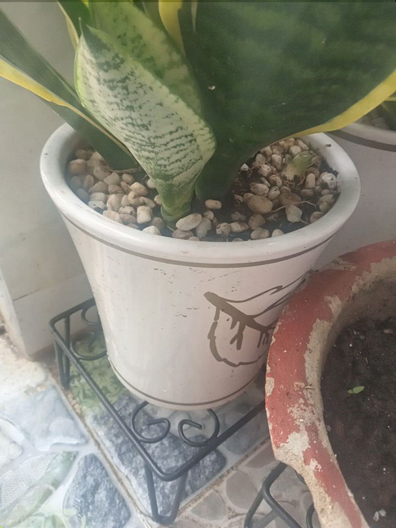 chân đế để chậu cây