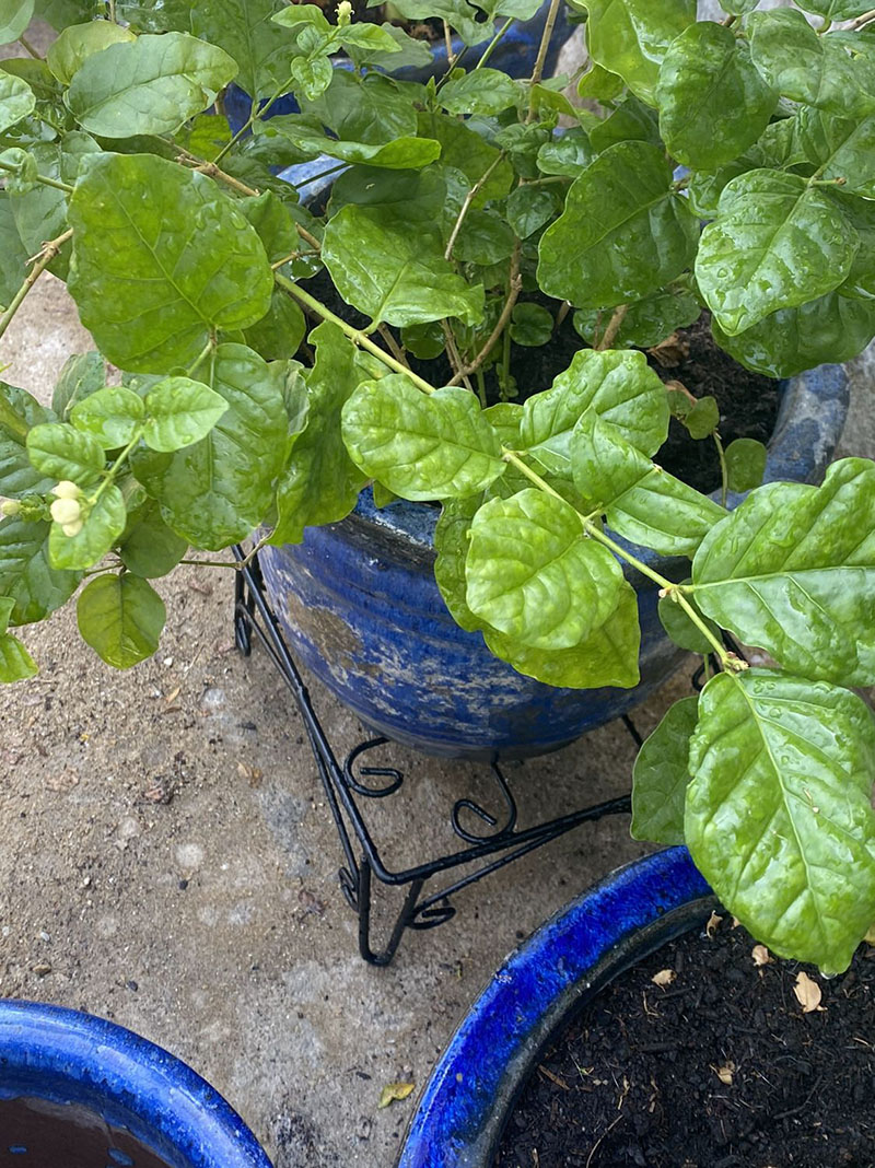 chân đế để chậu cây