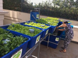 Hệ thống trồng rau sạch thuỷ canh khổng lồ