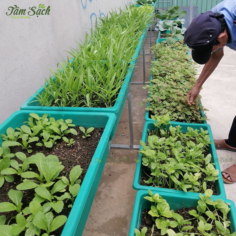 kĩ thuật trồng rau mùa mưa