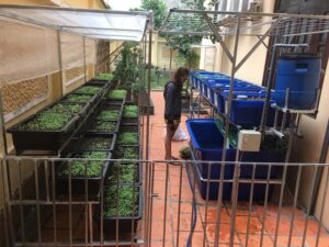 mô hình trồng rau sạch