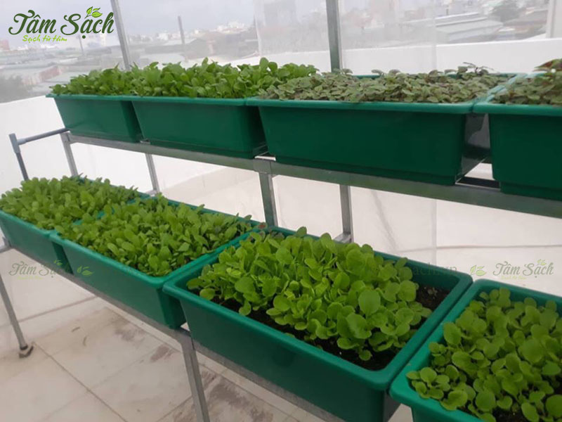 Thiết kế kệ trồng rau sạch 2 tầng