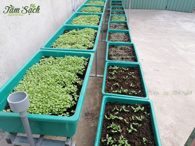Thiết kế kệ trồng rau sạch 2 tầng