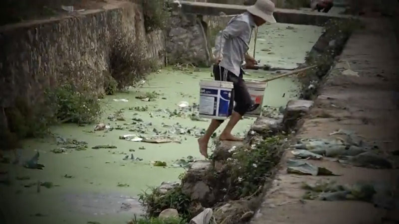 cách trồng rau an toàn
