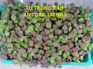 Cách trồng rau an toàn