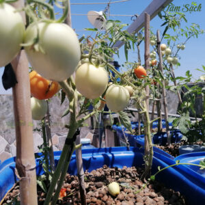 Trồng cây cà chua trong chậu thùng xốp