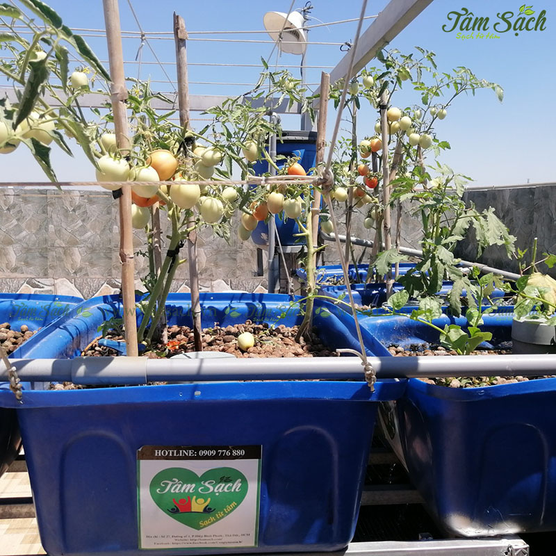 Trồng cây cà chua trong chậu thùng xốp