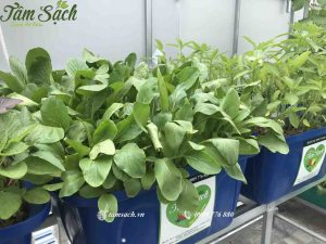 Dịch vụ thiết kế thi công vườn rau sạch tại nhà