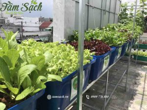Dịch vụ thiết kế thi công vườn rau sạch tại nhà