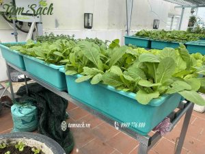 Dịch vụ thiết kế thi công vườn rau sạch tại nhà