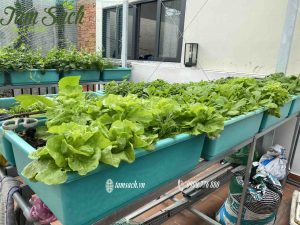 Dịch vụ thiết kế thi công vườn rau sạch tại nhà