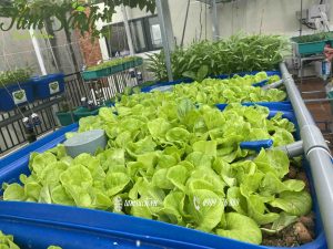 Dịch vụ thiết kế thi công vườn rau sạch tại nhà
