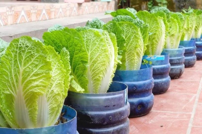 Cách trồng cải thảo