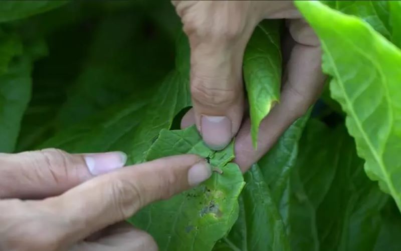 Cách trồng cải thảo