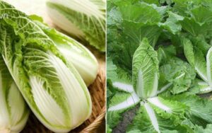 cách trồng cải thảo tại nhà