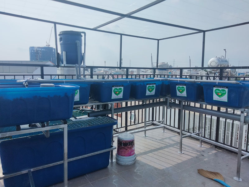 Giàn trồng rau trên sân thượng