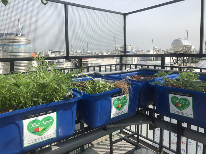 Giàn trồng rau trên sân thượng