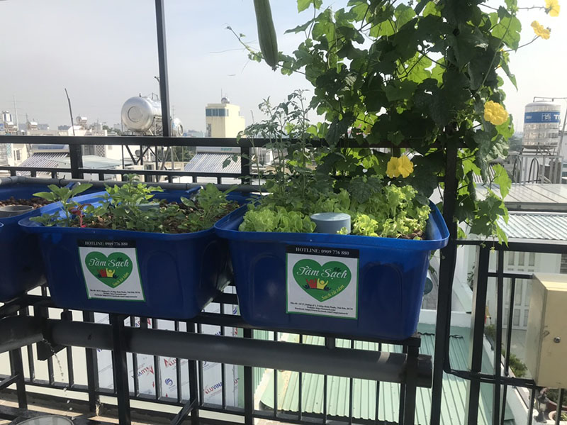 Giàn trồng rau trên sân thượng