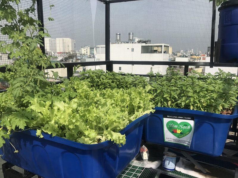Giàn trồng rau trên sân thượng