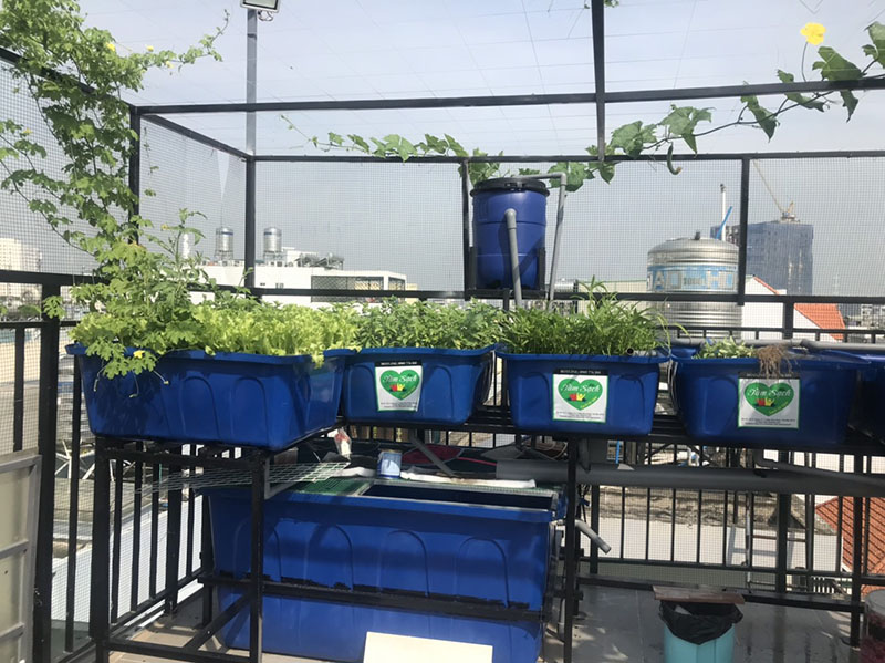 Giàn trồng rau trên sân thượng