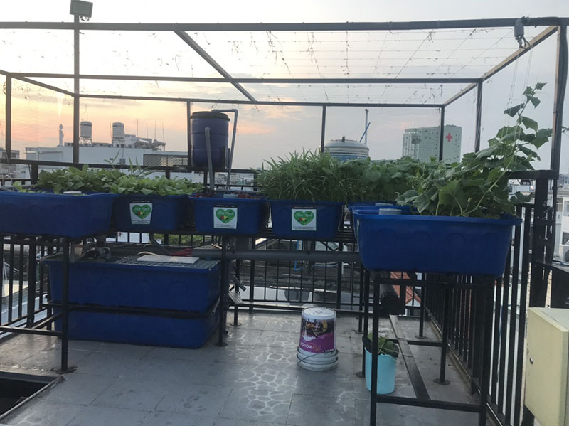 Giàn trồng rau trên sân thượng