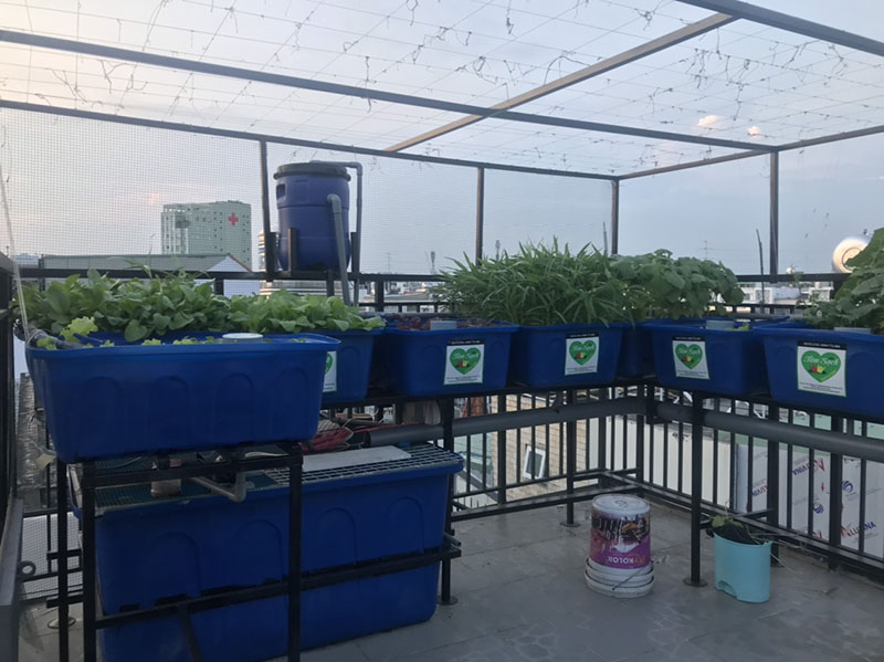 Giàn trồng rau trên sân thượng