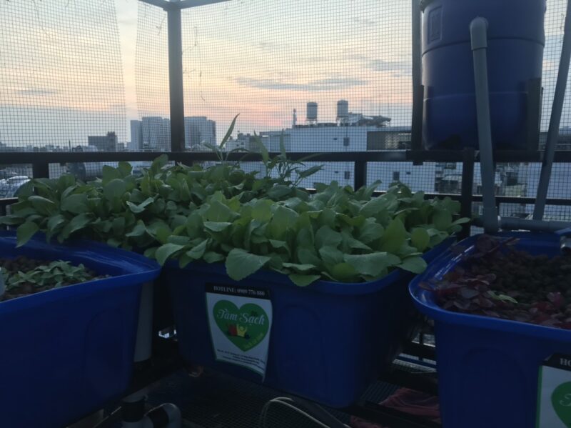 Giàn trồng rau trên sân thượng