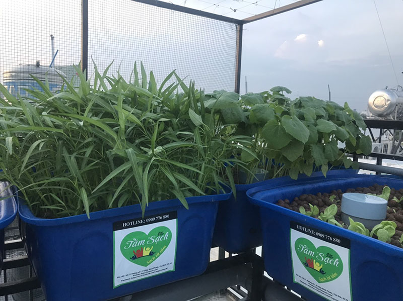 Giàn trồng rau trên sân thượng