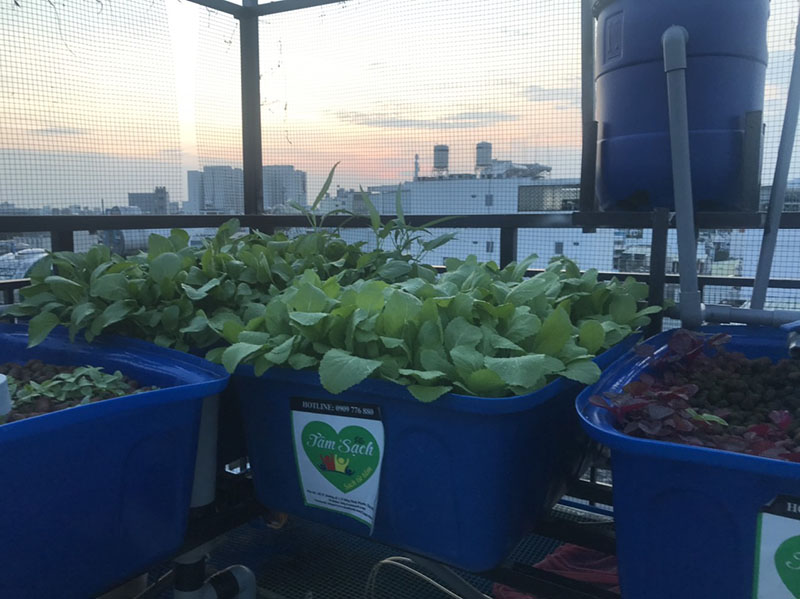 Giàn trồng rau trên sân thượng