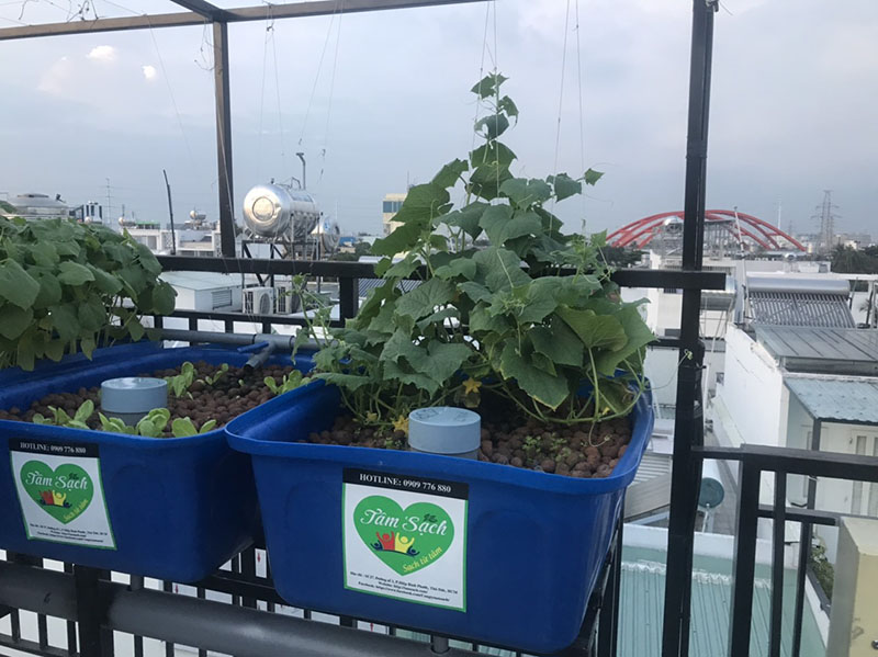 Giàn trồng rau trên sân thượng