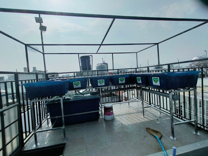 Giàn trồng rau trên sân thượng