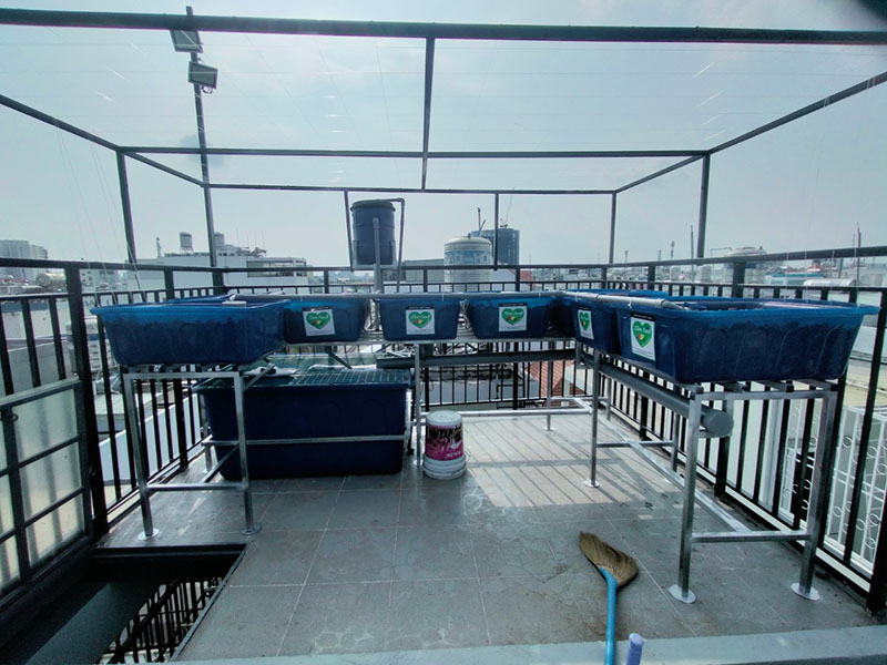 Giàn trồng rau trên sân thượng