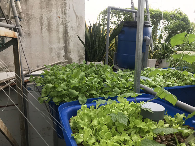 Trồng rau nuôi cá trên sân thượng nhỏ