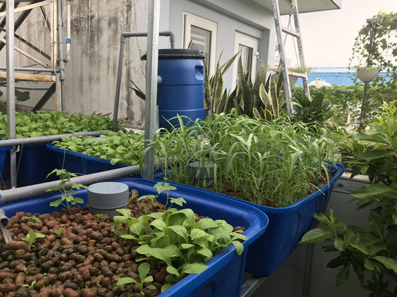 Trồng rau nuôi cá trên sân thượng nhỏ